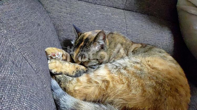 もう起きていられないのにゃ編 ねる,ねむい,ねこの写真素材