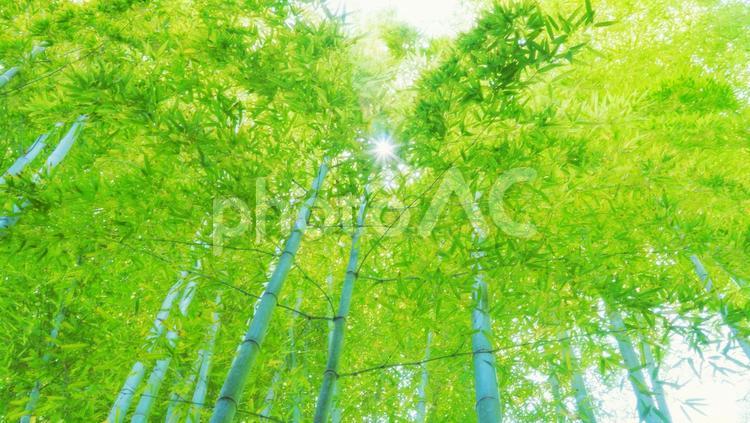 竹林に真上から太陽が除く 竹林,竹,太陽の写真素材