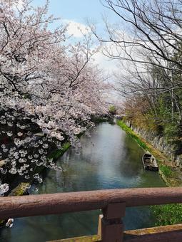 桜と川 桜と川の写真