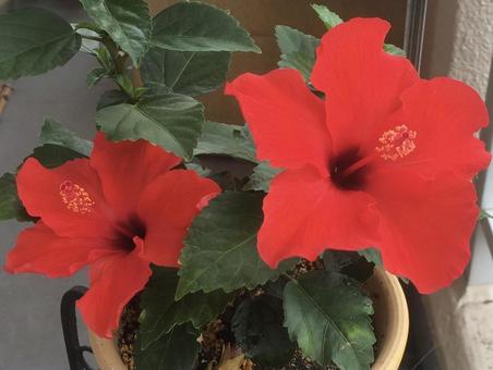 鉢に咲いた真っ赤なハイビスカス ガーデン,ハイビスカス,グリーンの写真素材