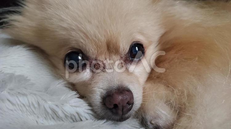 見つめる可愛さ ポメラニアン,ポメ,アップの写真素材