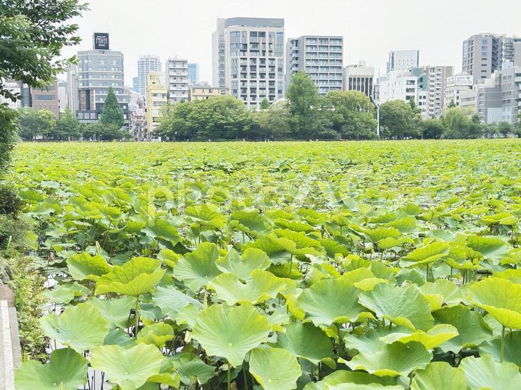上野恩賜公園　不忍池　蓮 天然の池,蓮池,上野公園の写真素材