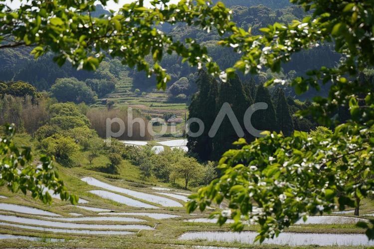 大山千枚田 大山千枚田,千葉,日本の写真素材