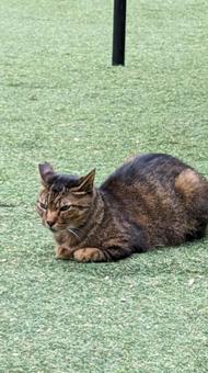 猫 猫の写真