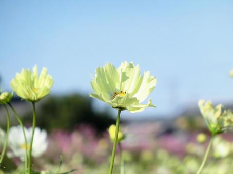 コスモスのクローズアップと青空 コスモス,秋桜,花の写真素材
