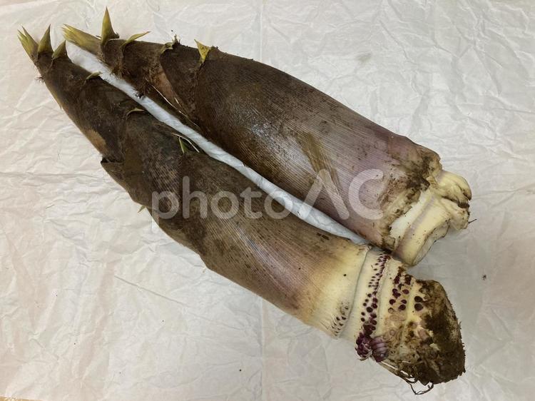 掘り立てたけのこ2本　春の味覚 たけのこ,掘り立て,春の写真素材