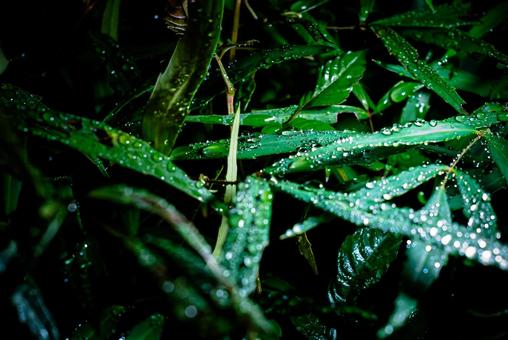 雨に濡れた葉 雨,雨粒,葉の写真素材