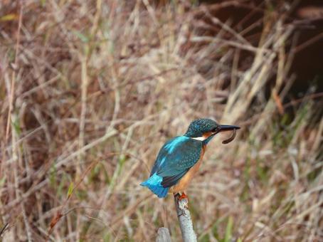エサの小魚を咥えているカワセミ カワセミ,鳥,鳥類の写真素材