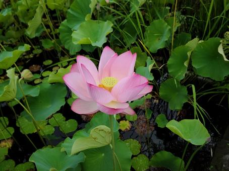 美しい蓮の花 美しい蓮の花 蓮,花,美しいの写真素材