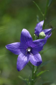 Photo, campanulaceae, flower, bellflower family, 