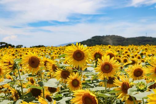 ひまわり畑 ひまわり畑 ヒマワリ,向日葵,花の写真素材