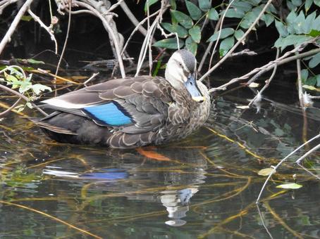 カルガモの写真