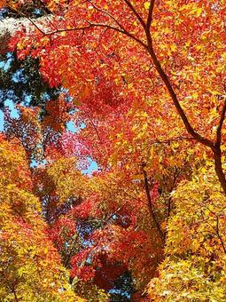 紅葉 紅葉の写真