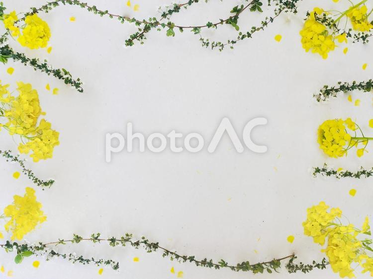 菜の花と雪柳のフレーム 菜の花,雪柳,フレームの写真素材