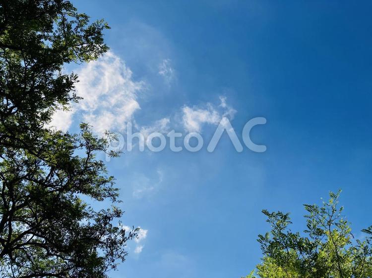 晴天の青空と木の自然癒し背景素材イメージ 空,木,素材の写真素材
