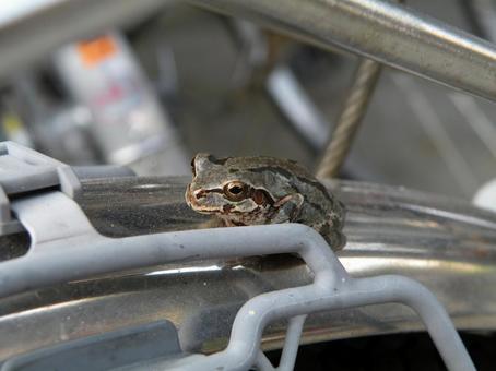 Tree frog resting on a bicycle Tree frog resting on a bicycle