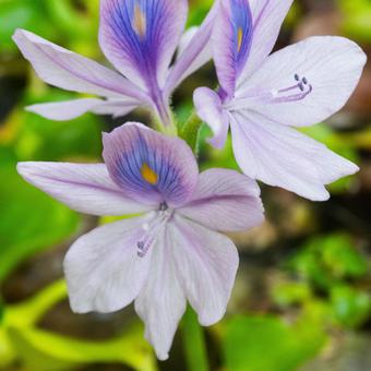 ホテイアオイの花 ホテイアオイの花 ホテイアオイ,布袋葵,水草の写真素材