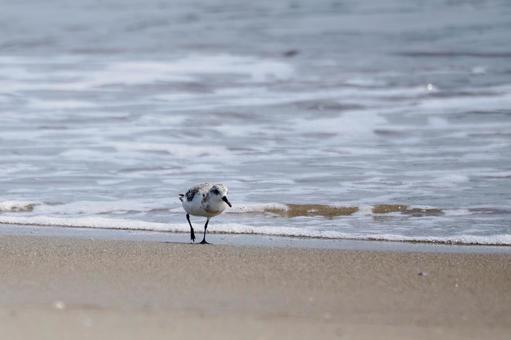 ミユビシギ(24) ミユビシギ(24) 鳥,ミユビシギ,鳥類の写真素材