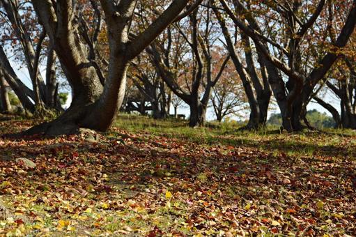 落葉 落ち葉,落葉,秋の写真素材