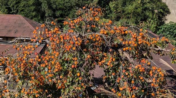 かき 柿,柿の実,柿の木の写真素材