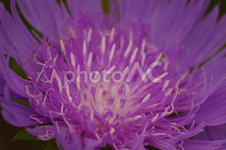初夏の花のアップ 花,植物,夏の写真素材