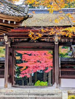 西教寺の紅葉 もみじ,秋,西教寺の写真素材