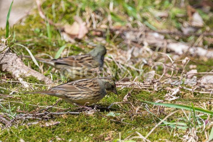 苔の上を歩くアオジ アオジ,鳥,野鳥の写真素材