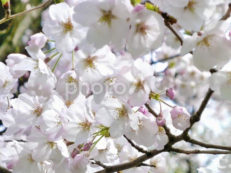 桜4 つぼみ,ピンク,八分咲きの写真素材