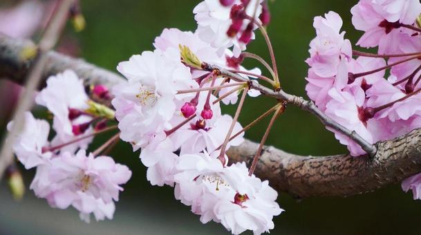 桜 桜の写真