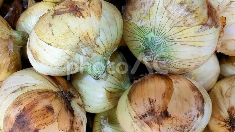 新玉ねぎのクローズアップ写真 新玉ねぎ,玉ねぎ,野菜の写真素材