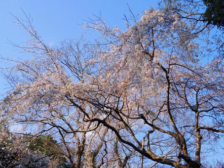 Scenery with cherry blossoms, JPG