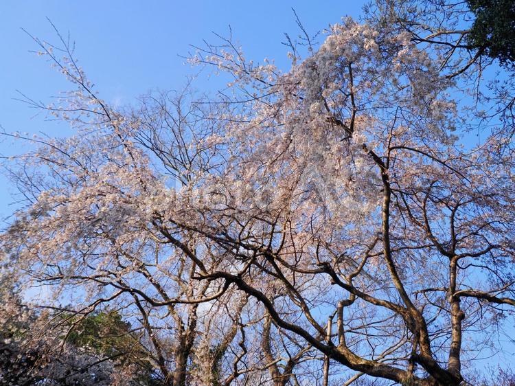 桜のある風景 風景,景色,桜の写真素材