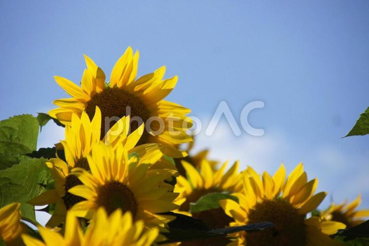 明るい空の下で咲くたくさんのひまわりの花 ひまわり,ひまわり畑,花の写真素材