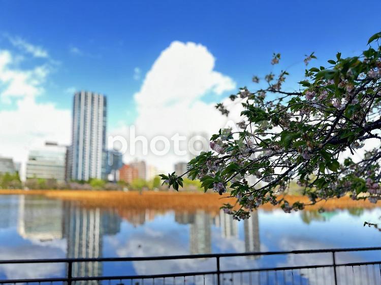 不忍池　上野公園　春の池　ビル群　街並み 不忍池,上野恩賜公園,弁天島の写真素材