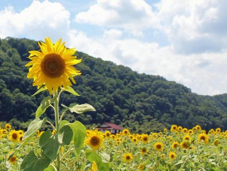 ひまわり畑と田舎の風景 ひまわり畑と田舎の風景の写真