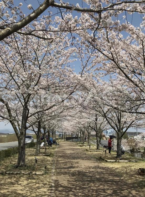 おの桜づつみ回廊 木,公園,風景の写真素材