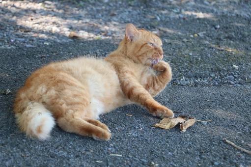 茶トラのノラ猫 茶トラのノラ猫の写真