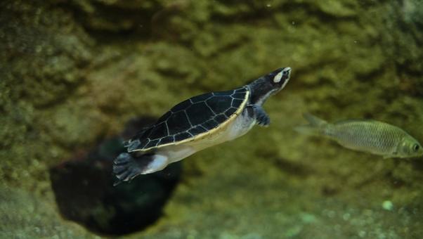泳ぐニシキマゲクビガメ 泳ぐニシキマゲクビガメの写真