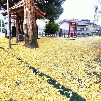 黄色の絨毯 黄色の絨毯 銀杏,黄色,絨毯の写真素材