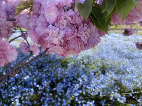Nemophila and cherry blossoms, JPG