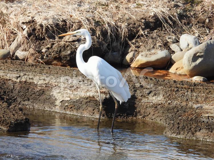 近所の小川で撮ったダイサギ 鳥,野鳥,風景の写真素材