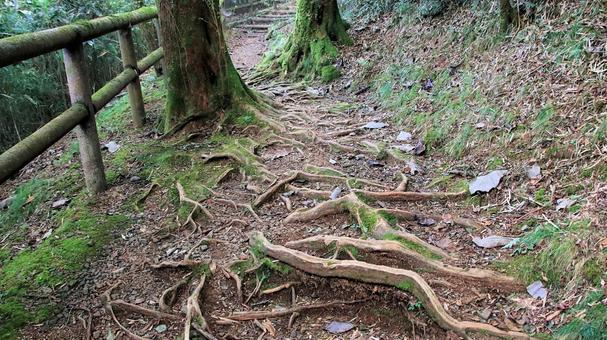 恩賜箱根公園内根上がりの遊歩道 恩賜箱根公園内根上がりの遊歩道の写真