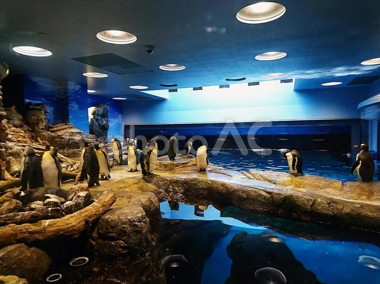 水槽のペンギンの群れ 2017海響館 ペンギン,水族館,水槽の写真素材