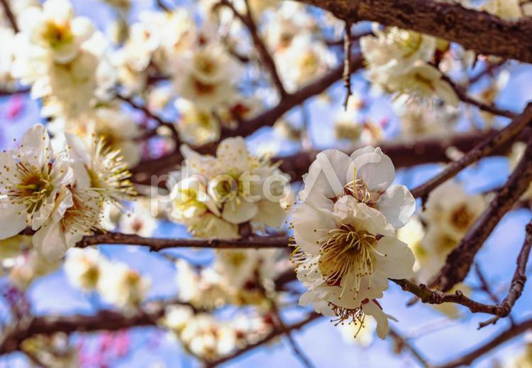 本庄運動公園　梅の花5ｰ110 本庄運動公園,梅,梅花の写真素材