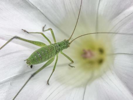 6月のヒルガオの花とツユムシ幼虫 6月のヒルガオの花とツユムシ幼虫の写真