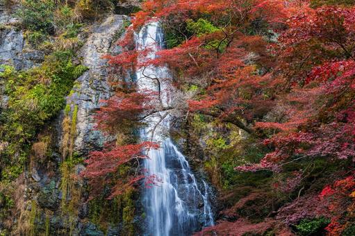 紅葉風景 紅葉風景,紅葉,箕面の写真素材