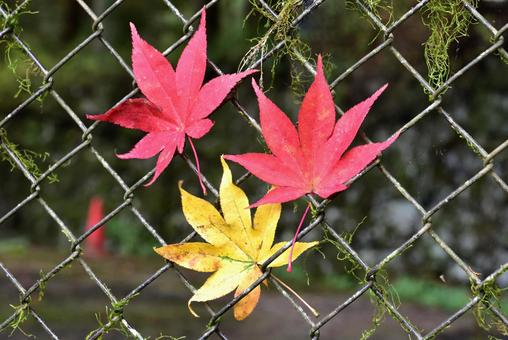 もみじの葉 もみじの葉 もみじ,葉,紅葉の写真素材