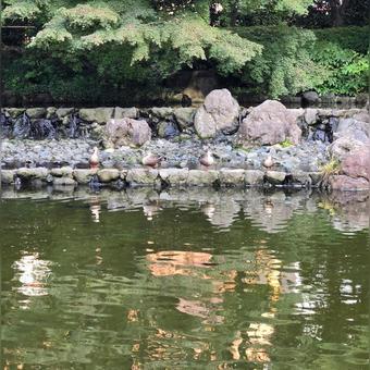 池を眺める鳥 池を眺める鳥 彼我庭園,池,鳥の写真素材