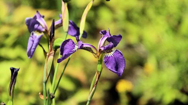 白馬五竜高山植物園 ヒオウギアヤメ 白馬五竜高山植物園 ヒオウギアヤメ ヒオウギアヤメ,アヤメ科,花の写真素材