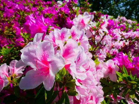 つつじ・ピンク つつじ・ピンクの写真